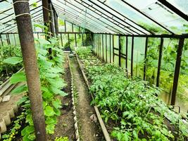 grand serre avec semis de tomates, concombres, poivrons et aubergines sur le cultiver. photo