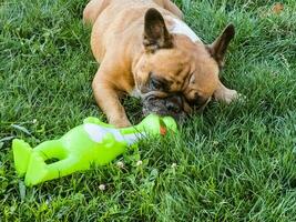 émotions de une faon français bouledogue en jouant avec une Nouveau jouet sur une vert pelouse. photo