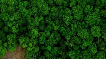 aérien drone vue de forêt à printemps.top vers le bas vue photo