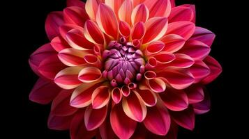 vibrant dahlia fleur une symbole de beauté dans la nature photo