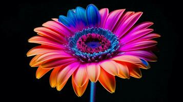 vibrant gerbera Marguerite fleur une Célibataire objet de beauté photo