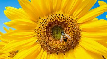 ai généré vibrant tournesol fleur proche en haut avec abeille sur Jaune photo