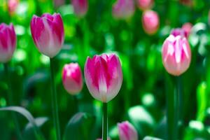 tulipe. beau bouquet de tulipes. tulipes colorées. tulipes au printemps, tulipe colorée photo