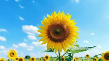 ai généré tournesols sur champ, fleur, jardin, botanique, agriculture photo