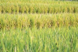paddy des champs riz rural paysage vert les terres agricoles des champs. village la photographie photo