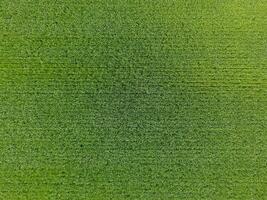 le blé champ est vert. Jeune blé sur le champ. vue de au-dessus de. texturale Contexte de vert blé. vert herbe. photo