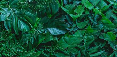 fermer la nature vue de vert monstera feuille et paumes Contexte. plat poser, foncé la nature concept, tropical feuille photo