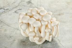 Japonais Shimeji champignon pour cuisine photo