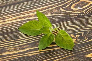 brut vert basilic feuilles assaisonnement photo