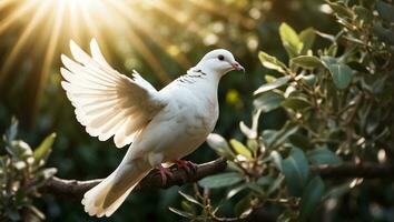 ai généré blanc Colombe sur une Contexte de une arbre branche photo