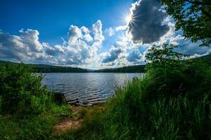 chats Sud Lac photo