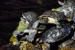 colonie de tortues sur calcul, reptile tortues photo