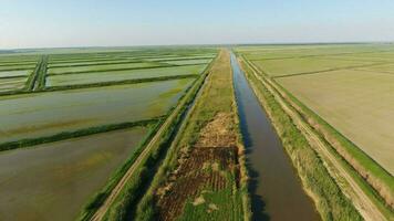 croissance riz sur inondé des champs. mûr riz dans le champ, le début de récolte. une yeux d'oiseau voir. photo