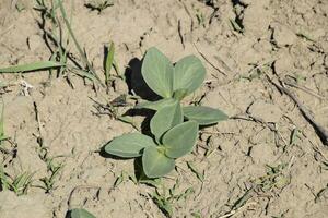 le Jeune pousse de haricots. croissance des haricots dans le jardin photo