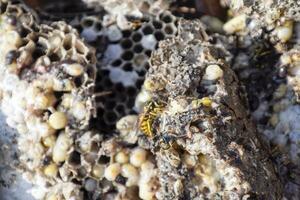 détruit frelon nid. tiré sur le surface de une nid d'abeille frelon nid. larves et pupes de guêpes. vespula vulgaris photo