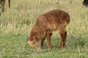 moutons dans les pâturages photo