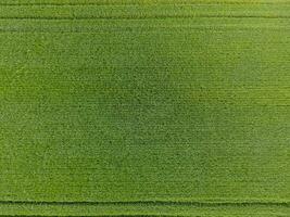 le blé champ est vert. Jeune blé sur le champ. vue de au-dessus de. texturale Contexte de vert blé. vert herbe. photo
