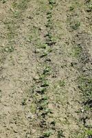 le Jeune pousse de haricots. croissance des haricots dans le jardin photo