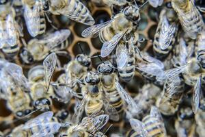 macro photographier de les abeilles. Danse de le mon chéri abeille. les abeilles dans une abeille ruche sur nids d'abeilles. photo