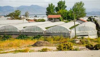 turc serres, croissance tomates dans serres photo