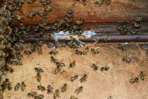 une ruche, une vue de le à l'intérieur. le cabane à abeilles. mon chéri abeille. entrée à le ruche. photo