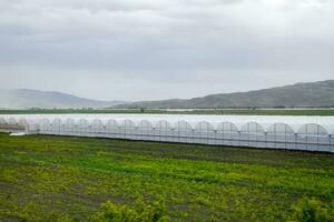 tomate les plantes croissance à l'intérieur gros industriel serre. industriel agriculture. photo