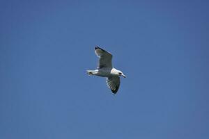 mouette en volant dans le bleu ciel. mer oiseau. photo