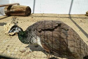 Masculin de une paon dans le plein air cage photo