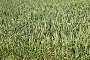 épillets de vert blé. maturité blé dans le champ. photo