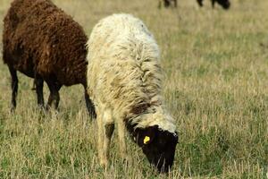 moutons dans les pâturages photo