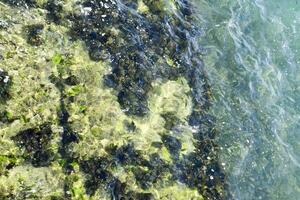 algue sur le plage. mer vagues laver algues sur rochers. photo