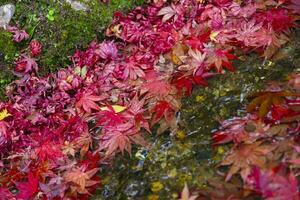 empilé en haut rouge feuilles dans le étroit gouttière dans l'automne proche en haut photo