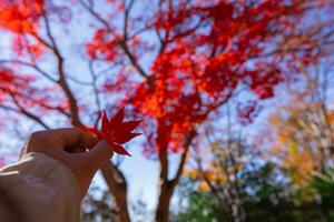 rouge feuille avec main à Kasagiyama momiji parc dans Kyoto dans l'automne photo