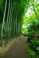 une bambou Piste à tonogayato parc dans kokubunji tokyo large coup photo