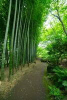 une bambou Piste à tonogayato parc dans kokubunji tokyo large coup photo