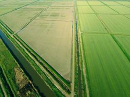 le riz des champs sont inondé avec l'eau. inondé riz rizières. agronomique méthodes de croissance riz dans le des champs. photo