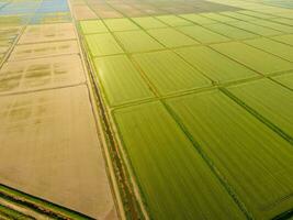 le riz des champs sont inondé avec l'eau. inondé riz rizières. agronomique méthodes de croissance riz dans le des champs. photo