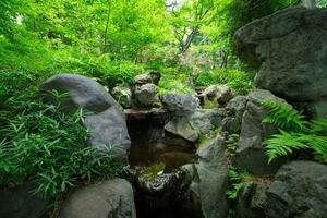 une forêt ruisseau à le vert forêt proche en haut photo