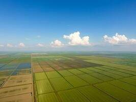 le riz des champs sont inondé avec l'eau. inondé riz rizières. agronomique méthodes de croissance riz dans le des champs. photo