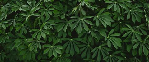 proche en haut vert manioc feuille texture Contexte photo