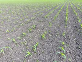 champ de Jeune maïs. pousse de blé sur le champ. fourrage blé pour ensilage. photo