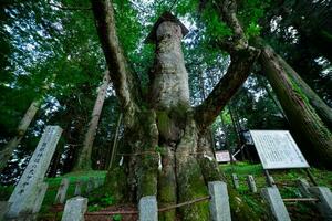 une Japonais zelkova arbre dans de face de le tombeau à le campagne photo