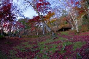 rouge feuilles à Kasagiyama momiji parc dans Kyoto dans l'automne poisson œil coup photo