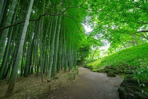 une bambou Piste à tonogayato parc dans kokubunji tokyo large coup photo