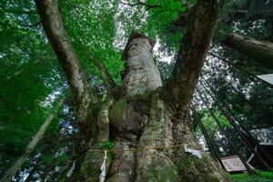 une Japonais zelkova arbre dans de face de le tombeau à le campagne faible angle photo