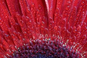 une vue rapprochée d'une belle fleur de gerbera rouge avec des gouttes d'eau. fond naturel photo