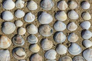 belles palourdes marines empilées sur du sable photo