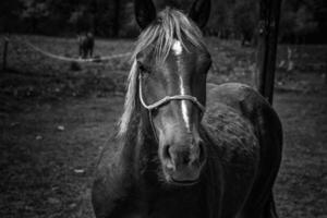 magnifique noir cheval, fermer diriger. élégant noir et blanc portrait photo