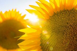 tournesols et direct lumière du soleil. tournesol Contexte photo