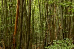 luxuriant forêt voir. grand arbre les troncs dans une forêt. carbone net zéro concept photo